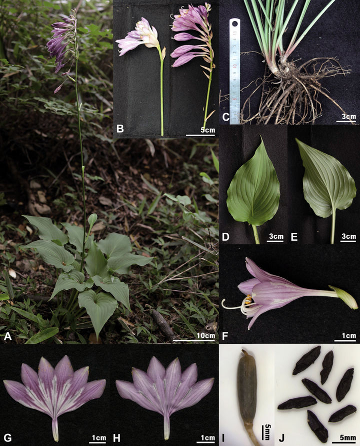 [목포=뉴시스]완도비비추(Hosta nakaiana var. wandoensis). (사진=국립호남권생물자원관 제공) 2026.07.29. photo@newsis.com *재판매 및 DB 금지