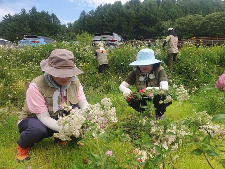 태백산국립공원사무소는 국립공원 지구에서 태백시민들과 환삼덩굴, 원추천인국 등 생태계교란 및 외래식물 제거활동을 진행하고 있다.(사진=태백산국립공원 제공) *재판매 및 DB 금지