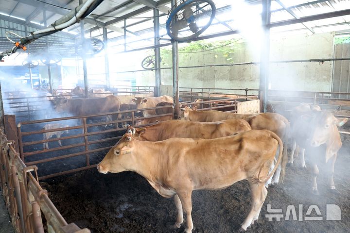  [부산=뉴시스] 하경민 기자 = 폭염이 지속 중인 29일 부산 기장군의 한 축사에서 소들이 대형 선풍기 바람과 쿨링포그를 맞으며 더위를 식히고 있다. 2026.07.29. yulnetphoto@newsis.com