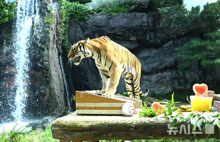 [용인=뉴시스] 김종택 기자 = 세계 호랑이의 날인 29일 경기 용인시 에버랜드 타이거밸리에서 한국호랑이가 비타민 얼음으로 만든 케이크를 먹고 있다. 세계 호랑이의 날은 2010년 호랑이가 서식하는 13개국이 모여 '호랑이 정상회담'을 열고 밀렵과 서식지 파괴 등으로 점차 사라져가는 야생 호랑이 보전을 위해 함께 노력하자는 의미로 지정했다. 2026.07.29. jtk@newsis.com