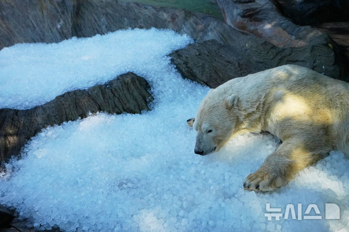 [프라하=AP/뉴시스] 무더운 날씨가 이어지는 30일(현지 시간) 체코 프라하 동물원의 북극곰이 우리에 제공된 얼음에 몸을 비비며 더위를 식히고 있다. 2026.07.30.