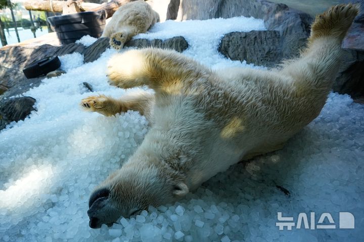 [프라하=AP/뉴시스] 무더운 날씨가 이어지는 30일(현지 시간) 체코 프라하 동물원에서 북극곰들이 우리에 제공된 얼음 더미 위에서 더위를 식히고 있다. 2026.07.30.