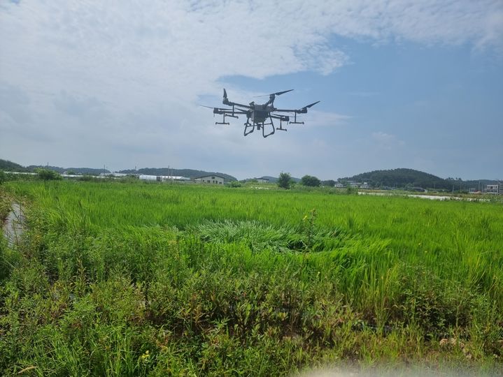 [안산=뉴시스] 드론을 이용한 벼 병해충 항공방제. (사진=안산시 제공) 2026.07.30. photo@newsis.com *재판매 및 DB 금지
