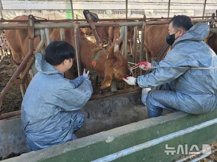 폭우·폭염 축산농가 피해 대응…인천시, 동물의료지원반