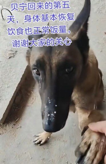 [서울=뉴시스]중국에서 홍수에 휩쓸려 실종됐던 반려견이 10여 일 만에 스스로 집을 찾아 돌아온 사연이 알려지며 감동을 전하고 있다. (사진=인스타그램 'noodoumy' 캡처) 2026.07.31