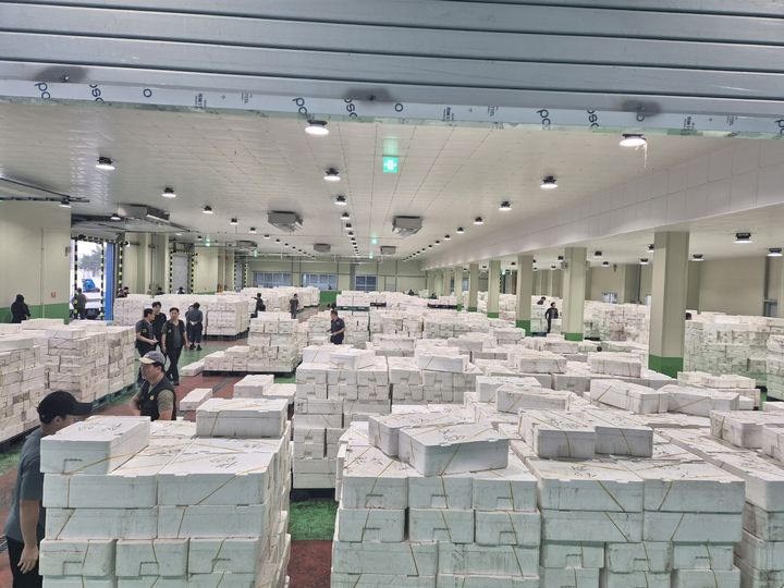 이상기후로 수온변화 군산은 '물오징어' 풍년…위판 급증