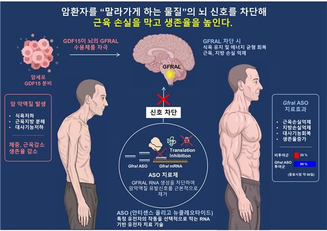 [대전=뉴시스] KAIST가 RNA 치료기술로 뇌간의 핵심 수용체 'GFRAL'을 억제해 암 악액질을 치료하는 새로운 전략을 제시했다. 연구 개요도.(사진=KAIST 제공) *재판매 및 DB 금지