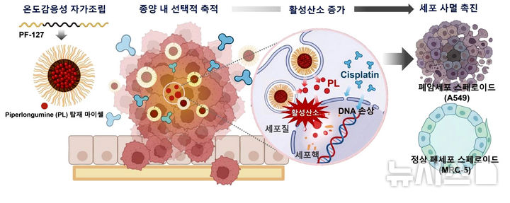 폐암 선택적 치료를 위한 고분자 나노약물전달체의 작동 원리. 온도감응성 고분자(Pluronic F127)가 체온에서 마이셀을 형성해 항암 보조물질인 Piperlongumine(PL)을 안정적으로 전달하고, 폐암 세포 내 활성산소(ROS)를 증가시켜 기존 항암제 ‘시스플라틴(Cisplatin)’의 항암 효과를 선택적으로 증폭시키는 과정을 나타낸 모식도이다. (그래픽=GIST 제공) photo@newsis.com