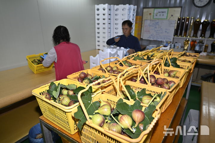 [전남광주=뉴시스] 양시원 기자 = 전남광주지역 낮 최고기온이 38도로 예보된 1일 오전 영암군 한 노지 무화과 농장에서 김현식·백현화씨가 무화과 선별 포장 작업을 하고 있다. 2026.08.01. goodwrite97@newsis.com