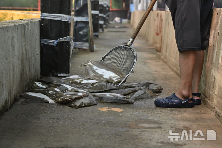 [전남광주=뉴시스] 양시원 기자 = 폭염으로 바닷물 수온이 치솟으면서 전남광주통합특별시 완도 지역 양식장에서 어류 폐사가 잇따르고 있다. 1일 오후 완도군의 한 양식장에 폐사한 광어가 쌓여있다. 2026.08.01. goodwrite97@newsis.com