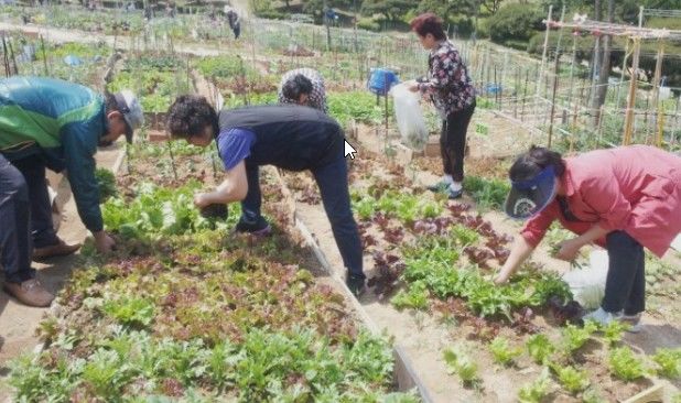 [세종=뉴시스] 치유농장에서 채소를 수확하는 모습. (사진=한국농업기술진흥원 제공) *재판매 및 DB 금지