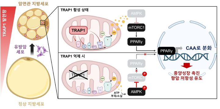 [울산=뉴시스] 유방암 주변 지방세포의 암 연관 지방세포 전환과 TRAP1 억제의 효과 연구그림. (사진=울산과학기술원 제공) 2026.08.04. photo@newsis.com *재판매 및 DB 금지