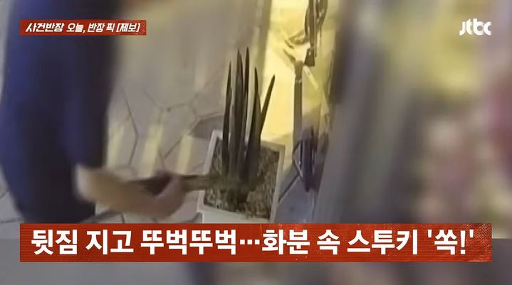 [서울=뉴시스] 영업이 끝난 가게에 접근해 화분 속 식물을 뽑아버린 뒤 도주한 남성이 목격됐다. (사진=JTBC 사건반장 캡처)