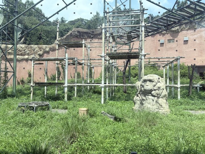 [과천=뉴시스] 이지윤 인턴기자= 지난 4일 서울대공원 고릴라 야외 방사장에 고릴라의 모습이 보이지 않는다. *재판매 및 DB 금지