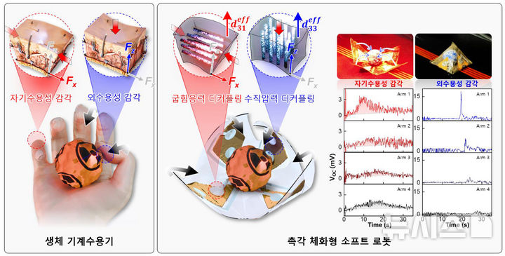 '촉각 체화형 소프트 로봇' 작동 원리. 자기장으로 정렬된 나노와이어가 복잡한 연산 없이 관절의 움직임과 외부 접촉을 각각 구분해 인식하며, 이를 바탕으로 로봇이 스스로 동작을 제어한다.(그래픽=GIST 제공) photo@newsis.com