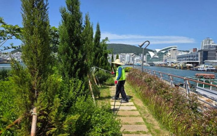 [부산=뉴시스] 부산시는 폭염상황에 따라 녹지대 관리를 '주의, 경계, 심각' 등 3단계로 적용·관리하는 '하절기 폭염대비 가로수 및 녹지대 관리계획'을 시행 중이라고 5일 밝혔다. (사진=부산시 제공) 2026.08.05. photo@newsis.com *재판매 및 DB 금지