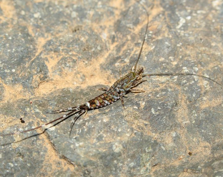 [세종=뉴시스]사선돌좀(Pedetontus obliquefasciatus) 사진이다.(사진= 호남권생물자원관 제공) *재판매 및 DB 금지