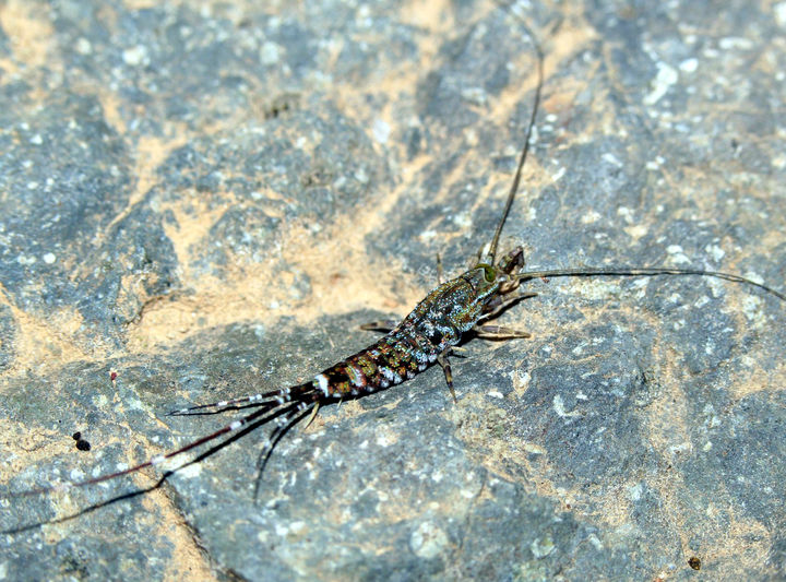 [목포=뉴시스]전남광주 여수시 돌산도에서 확인된 '사선돌좀(Pedetontus obliquefasciatus)'. (사진=국립호남권생물자원관 제공) 2026.08.05. photo@newsis.com *재판매 및 DB 금지