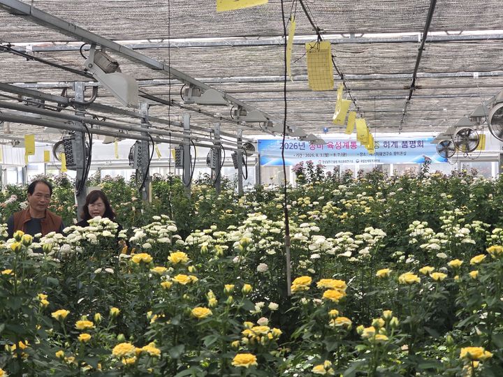 [진주=뉴시스]경남농업기술원, 장미 육성계통 하계 품평회.(사진=경남농업기술원 제공).2026.08.07.photo@newsis.com *재판매 및 DB 금지