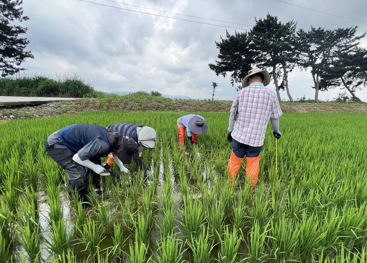 벼멸구 예찰(사진=전북농기원 제공) *재판매 및 DB 금지