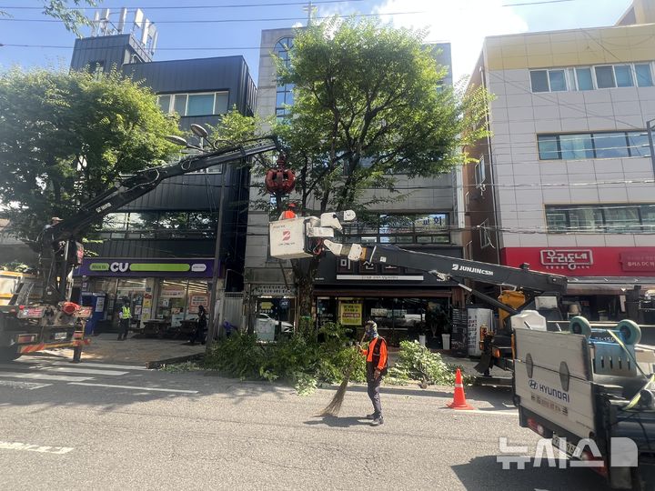 [전남광주=뉴시스] 전남광주통합특별시 동구가 자연재해에 대비해 안전 위험성이 큰 가로수에 대한 선제적 정비를 추진하고 있다. (사진=전남광주 동구 제공) 2026.08.07. photo@newsis.com 