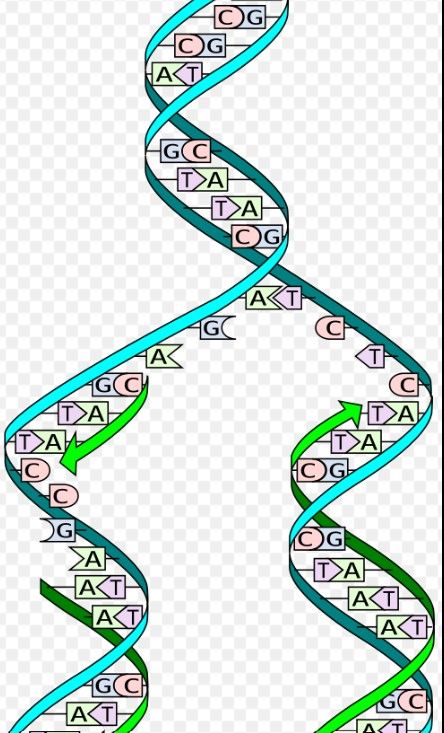 [서울=뉴시스] DNA 나선구조.(출처: 위키피디아) 2026.08.07. *재판매 및 DB 금지