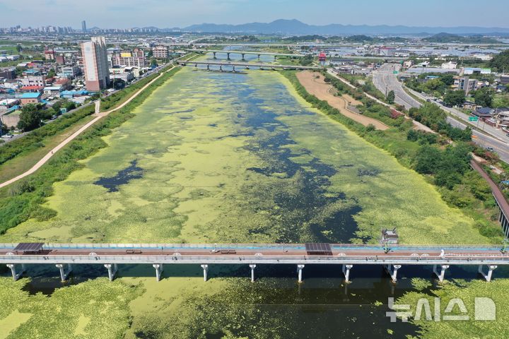 [나주=뉴시스] 이영주 기자 = 전남광주지역에 폭염중대경보가 이어지고 있는 7일 오전 전남광주 나주시 지석천에 수생식물인 개구리밥이 대량으로 번식해있다. 2026.08.07. leeyj2578@newsis.com
