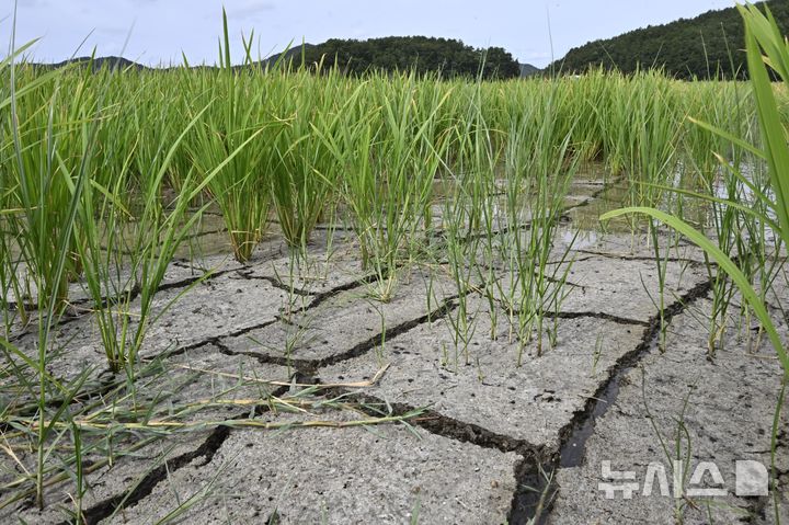 [장흥=뉴시스] 양시원 기자 = 전남광주에 폭염과 가뭄이 이어지면서 농민들의 피해가 확산하고 있다. 8일 전남광주 장흥군 대덕읍 한 논의 바닥이 쩍쩍 갈라져 있다. 2026.08.08. goodwrite97@newsis.com