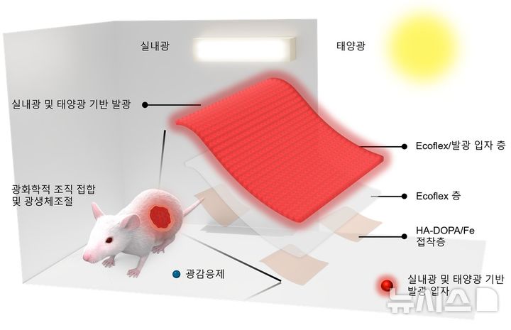 [포항=뉴시스] 포스텍 신소재공학과·융합대학원 한세광 교수 연구팀이 배터리나 전원 없이 실내등·햇빛으로 상처 봉합과 조직 재생을 돕는 착용 패치를 개발했다. 사진은 실내등·햇빛으로 활성화된 신축성 발광 패치가 적색빛을 방출해 상처 접합과 조직 재생을 촉진하는 모식도. (사진=포스텍 제공) 2026.08.10. photo@newsis.com