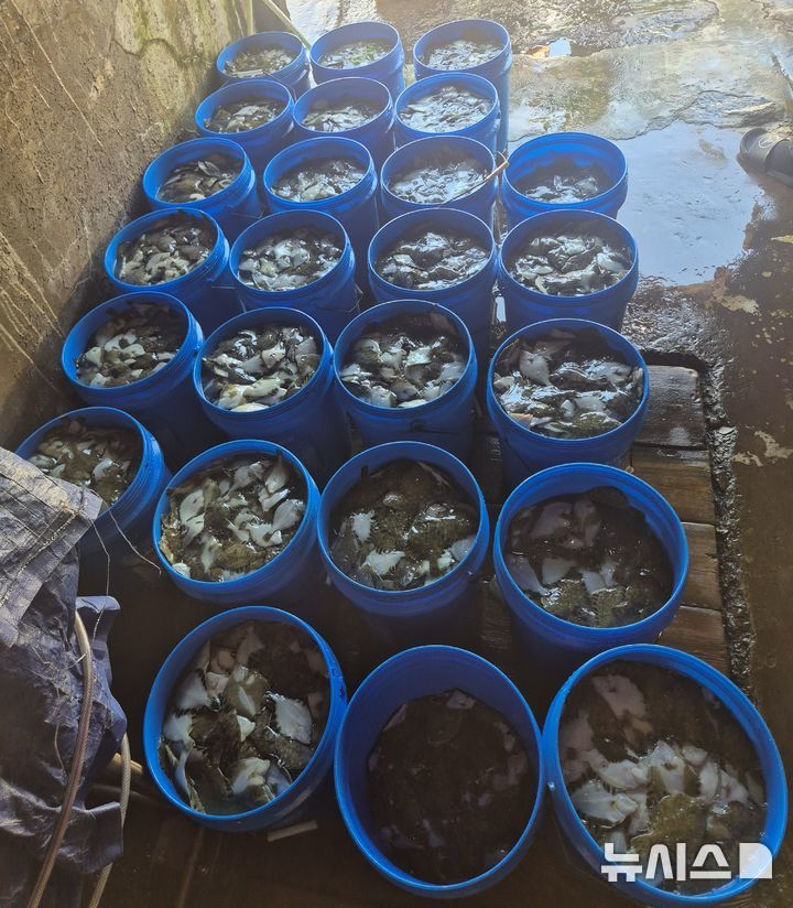 [포항=뉴시스] 포항 지역에서 올해 고수온에 100만 마리가 넘는 양식 물고기가 죽었다. 사진은 지난 5일 포항시 남구 육상 양식장에서 고수온으로 폐사한 양식 물고기가 통 속에 담긴 모습. (사진=독자 제공) 2026.08.10. photo@newsis.com