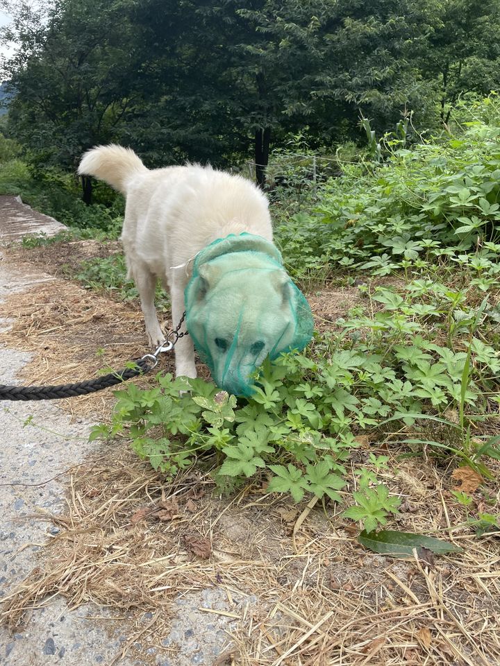 [서울=뉴시스] 반려견의 여름철 진드기 감염을 막기 위해 양파망을 활용하는 모습이 화제가 됐다. (사진=스레드 캡처)