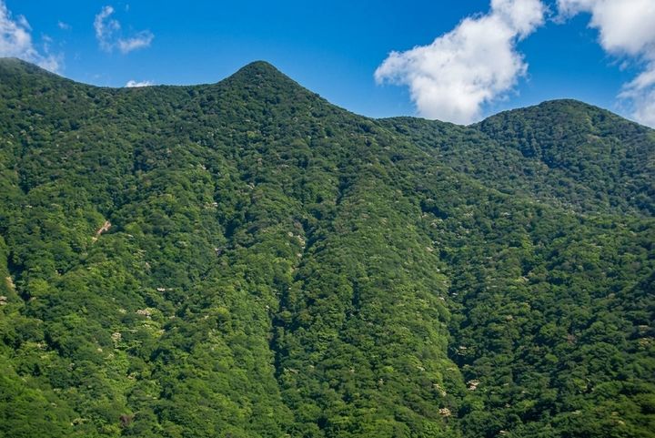 [대전=뉴시스] 산림유전자원보호구역으로 지정된 경북 울릉군 성인봉.(사진=산림청 제공) *재판매 및 DB 금지