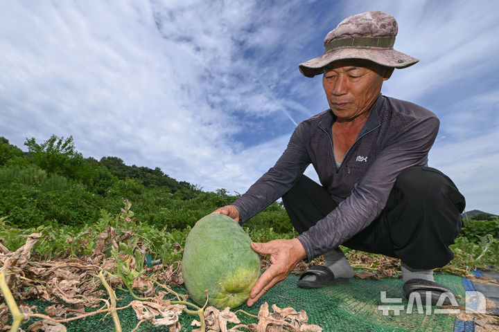 [전남광주=뉴시스] 이영주 기자 = 전남광주 북구 특산물 무등산 수박 출하를 하루 앞둔 11일 오전 전남광주 북구 금곡동 무등산 수박 공동직판장 주변 재배 농가에서 문용덕(62)씨가 올여름 폭염으로 제대로 자라나지 못한 무등산 수박 한 통을 들어보이고 있다. 2026.08.11. leeyj2578@newsis.com