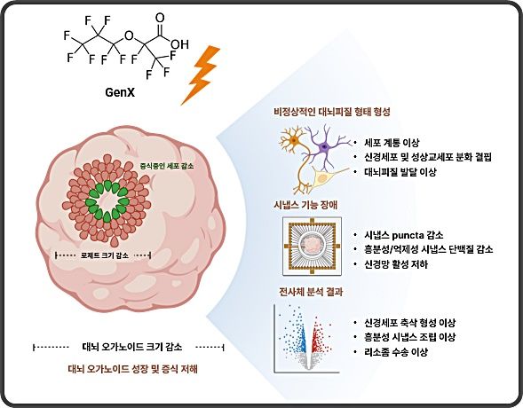 [대전=뉴시스] GenX 노출에 따른 대뇌 오가노이드의 성장 및 신경망 형성 저해 연구 요약도.(사진=KIT 제공) *재판매 및 DB 금지