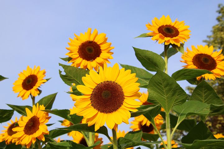 [서울=뉴시스] 중증 지중해빈혈을 앓던 두 살 딸의 죽음을 대비해 무덤까지 팠던 중국인 아버지 장리용씨의 사연이 전해져 관심을 끌고 있다. 이후 딸 신레이는 치료받아 건강을 회복했고, 가족은 무덤을 메운 뒤 그 자리에 해바라기를 심었다. (사진=유토이미지) *재판매 및 DB 금지