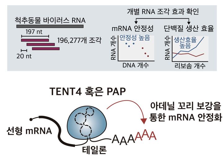 바이러스에서 mRNA 안정성과 단백질 생산 효율 높이는 조절 서열 스크리닝(위쪽)과 mRNA에 존재하는 테일론 서열의 mRNA 안정화 작용 메커니즘. (사진=과학기술정보통신부 제공) *재판매 및 DB 금지