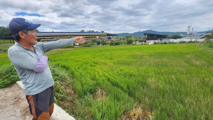 [거창=뉴시스] 서희원 기자= 14일 거창군 남상면 대산리 한산마을 앞 약 2644㎡(800평)의 논에 김경수 이장이 누렇게 타 들어 가는 벼를 안타까워하고 있다. 2026. 08. 14. shw1881@newsis.com *재판매 및 DB 금지