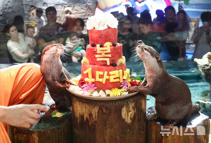 [서울=뉴시스] 박영태 기자 = 삼복더위의 마지막인 말복을 맞은 14일 서울 송파구 롯데월드 아쿠아리움에서 작은발톱수달이 복날을 맞아 꽁꽁 얼린 과일 특식을 먹으며 시원한 여름을 보내고 있다. 2026.08.14. since1999@newsis.com