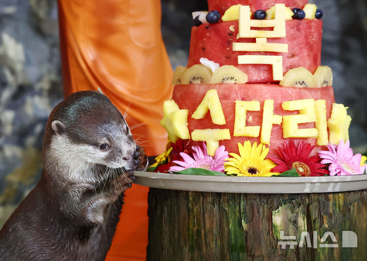 [서울=뉴시스] 박영태 기자 = 삼복더위의 마지막인 말복을 맞은 14일 서울 송파구 롯데월드 아쿠아리움에서 작은발톱수달이 복날을 맞아 꽁꽁 얼린 과일 특식을 먹으며 시원한 여름을 보내고 있다. 2026.08.14. since1999@newsis.com
