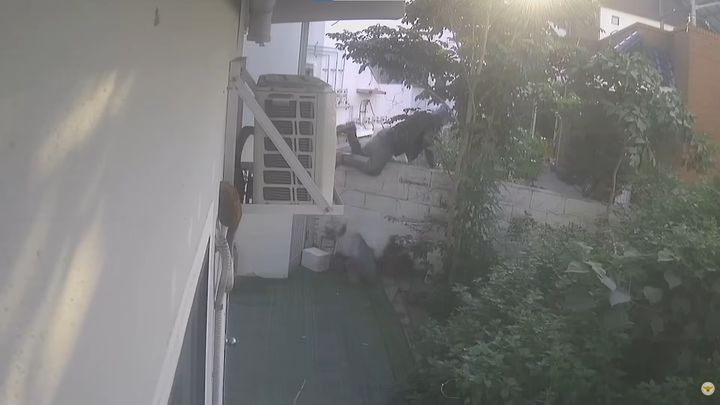 [서울=뉴시스] 제주에서 경찰의 정차 요구를 무시하고 난폭운전을 하며 달아난 일당이 차량을 버리고 도주했으나 경찰의 끈질긴 추격 끝에 모두 검거됐다. (사진=유튜브 채널 '대한민국 경찰청' 캡처)