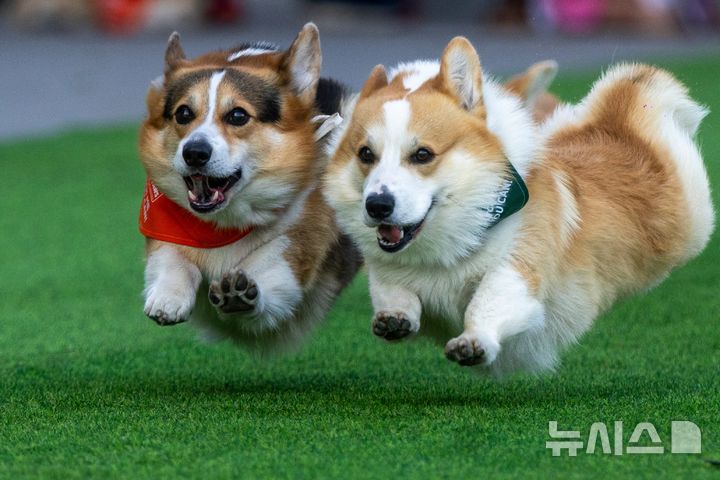 [빌뉴스=AP/뉴시스] 15일(현지 시간) 리투아니아 빌뉴스에서 열린 2026 빌뉴스 코기 경주 행사에서 웰시코기들이 달리고 있다. 2026.08.18.