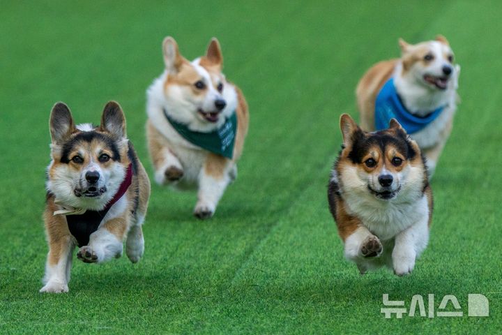 [빌뉴스=AP/뉴시스] 15일(현지 시간) 리투아니아 빌뉴스에서 열린 2026 빌뉴스 코기 경주 행사에서 웰시코기들이 달리고 있다. 2026.08.18.