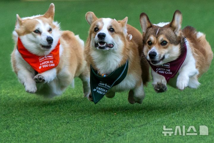 [빌뉴스=AP/뉴시스] 15일(현지 시간) 리투아니아 빌뉴스에서 열린 2026 빌뉴스 코기 경주 행사에서 웰시코기들이 달리고 있다. 2026.08.18.