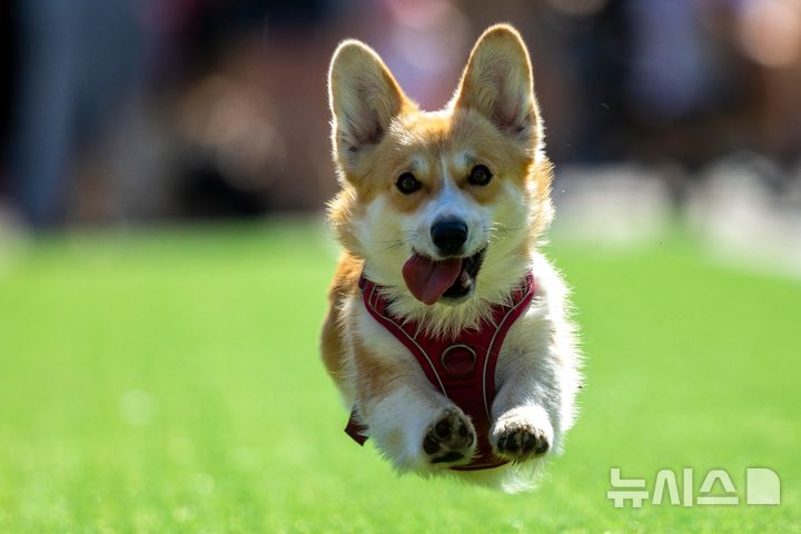 [빌뉴스=AP/뉴시스] 15일(현지 시간) 리투아니아 빌뉴스에서 열린 2026 빌뉴스 코기 경주 행사에서 웰시코기들이 달리고 있다. 2026.08.18.