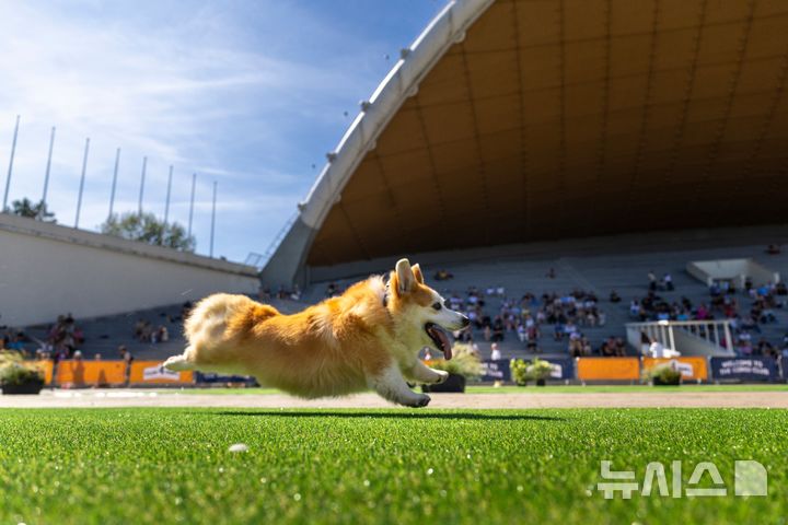 [빌뉴스=AP/뉴시스] 15일(현지 시간) 리투아니아 빌뉴스에서 열린 2026 빌뉴스 코기 경주 행사에서 웰시코기들이 달리고 있다. 2026.08.18.