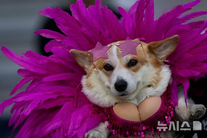 [빌뉴스=AP/뉴시스] 15일(현지 시간) 리투아니아 빌뉴스에서 열린 2026 코기 레이스 패션쇼에 참가한 웰시코기가 멋진 패션을 뽐내고 있다. 2026.08.18.