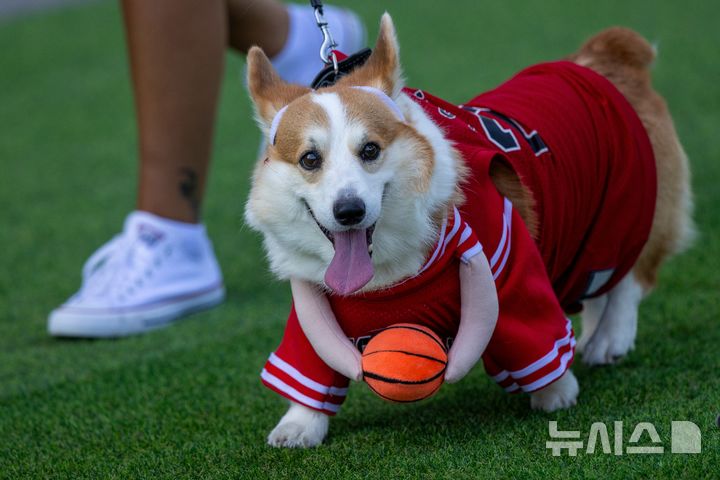 [빌뉴스=AP/뉴시스] 15일(현지 시간) 리투아니아 빌뉴스에서 열린 2026 코기 레이스 패션쇼에 참가한 웰시코기가 멋진 패션을 뽐내고 있다. 2026.08.18.