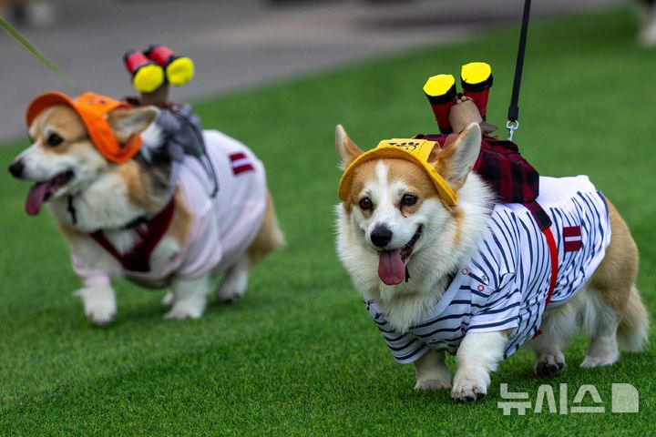 [빌뉴스=AP/뉴시스] 15일(현지 시간) 리투아니아 빌뉴스에서 열린 2026 코기 레이스 패션쇼에 참가한 웰시코기가 멋진 패션을 뽐내고 있다. 2026.08.18.