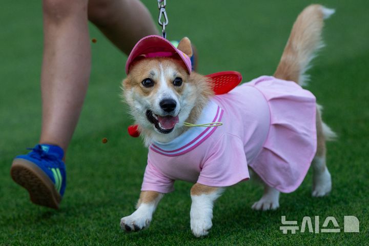 [빌뉴스=AP/뉴시스] 15일(현지 시간) 리투아니아 빌뉴스에서 열린 2026 코기 레이스 패션쇼에 참가한 웰시코기가 멋진 패션을 뽐내고 있다. 2026.08.18.