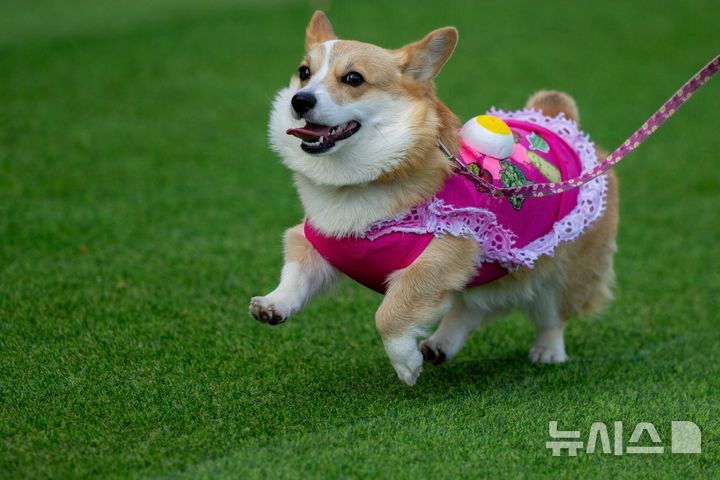 [빌뉴스=AP/뉴시스] 15일(현지 시간) 리투아니아 빌뉴스에서 열린 2026 코기 레이스 패션쇼에 참가한 웰시코기가 멋진 패션을 뽐내고 있다. 2026.08.18.